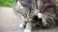 Purici și acarieni șampoane pentru pisici