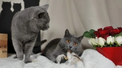 Chartresse cat (foto): franceză favorită nr