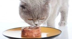 Sheba cat feed: recenzii veterinare și prezentare detaliată