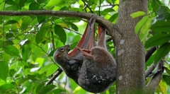 Satokel. Detașarea animalelor de mamifere