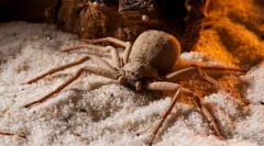 Hexaging sand spider