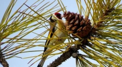 Schegol (păsări de păsări de curte): admirăște o cântând de apel, clipește un penaj luminos