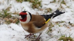 Goldfinch