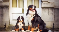 Puppies of bernsky zennenhund (foto): caracteristici de îngrijire și educație