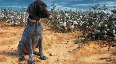 Puii kurzhara (foto): devootee în casă și ajutor de încredere pe vânătoare