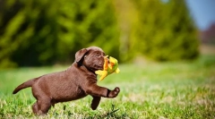 Labrador puppies (foto): reguli de îngrijire și educație