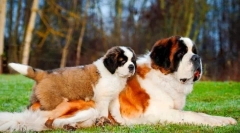 Puppies senbernar (foto): reguli de îngrijire și educație