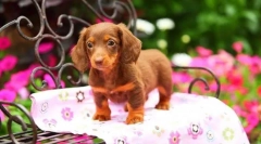 Puppies dachshunds (foto): câine scăzută cu inteligență ridicată și farmec