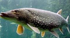 Pike: fapte interesante despre prădătorul de apă dulce