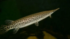 Panciire pike