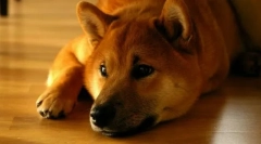 Shiba in