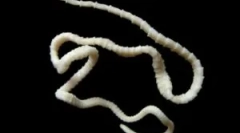 Lenthec larg la om: tratament și simptome