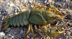 Cancer de râu cu ochi largi