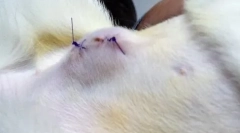 Bumpul de pe abdomenul pisicii după sterilizare: merită îngrijorătoare