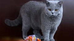 Ciocolata britanic: pisici de pluș mimmician