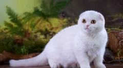 Scottish fold cat - standard de rasă, caracter, caracteristici de conținut