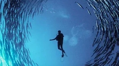 Zgomotul omului ucide pește