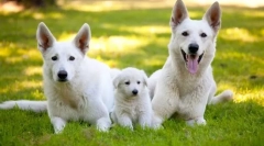 Shepherd elvețian (foto): câine alb de zăpadă - prieten mort și inteligent