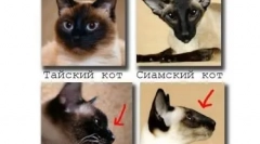 Siamese cat: diamond albastru în casă