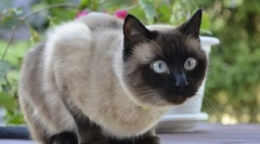 Pisica siamese
