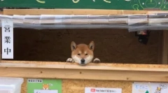 Siba inu: câine japonez-zâmbind