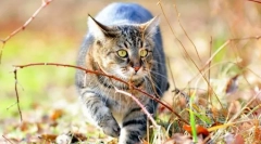 Pisica siberiana (foto): fluffy afefia cu caracterul regal