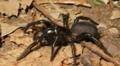 Sydney amuzant pauka