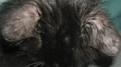 Simptomele și tratamentul demodecozei într-o pisică