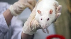 Simptomele și tratamentul micoplasmozelor la șobolani decât boala periculoasă