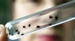 Simptomele encefalitei după o bijuterie amară