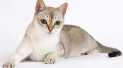 Singapore cat (singapore)