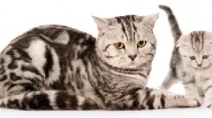 Sistemul de organe de reproducere