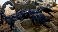 Scorpion negru