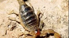 Scorpionii în casă