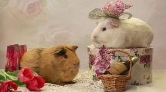 Traversând porcii guineei