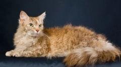 Plictiseala (scocca)