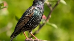 Skzorets (fotografii): true spring herald