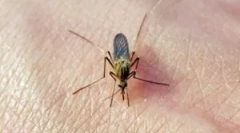 Amprentele de țânțari pe corp