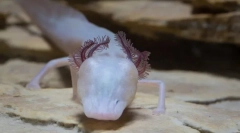 Somnding salamander - cel mai înalt prădător al acviferului subteran din texas