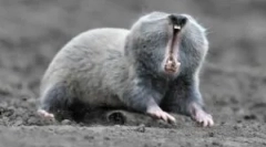 Floum: descriere și stil de viață