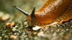 Slug: cine sunt ceea ce arată și dăunătoare?