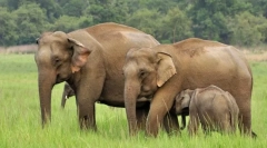 Elefant indian (elefant asiatic)