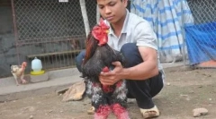 Elefantul chickens ha dong tao