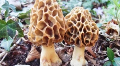 Smorchchki și amidhi