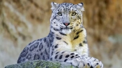 Baruri de zăpadă-irbis