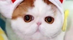 Snoopy-cat: teddy murlyka care a cucerit internetul