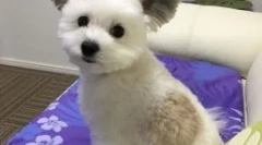 Câine gawa cu urechi ca cheburashka