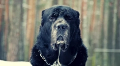 Câine alabi (foto): temperament bun sub aspectul teribil