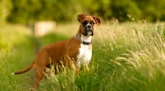 Câine boxer (foto): mare de bunătate sub aspectul teribil