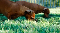 Câinele mănâncă alte fecale animale: de ce și cum să înțămiți